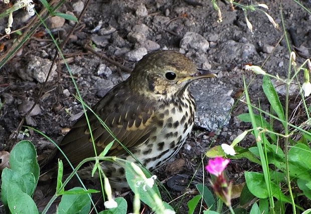 drozd plavý - mláďa Turdus philomelos