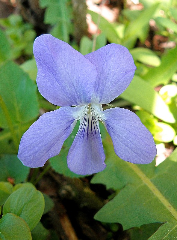 fialka voňavá / violka vonná Viola odorata L.