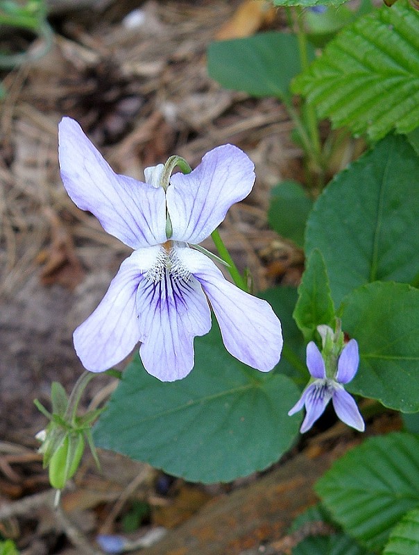 fialka rivinova / violka rivinova... Viola riviniana Rchb.