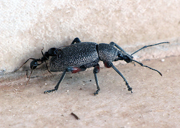 otiorhynchus cardiniger + formica