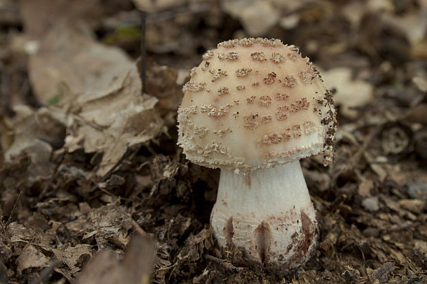 muchotrávka červenkastá Amanita rubescens Pers.