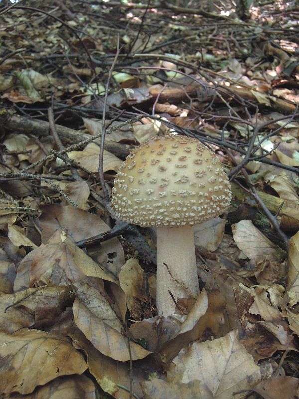 muchotrávka červenkastá Amanita rubescens Pers.