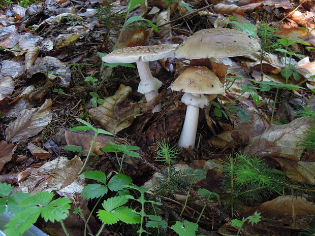 muchotrávka červenkastá Amanita rubescens Pers.