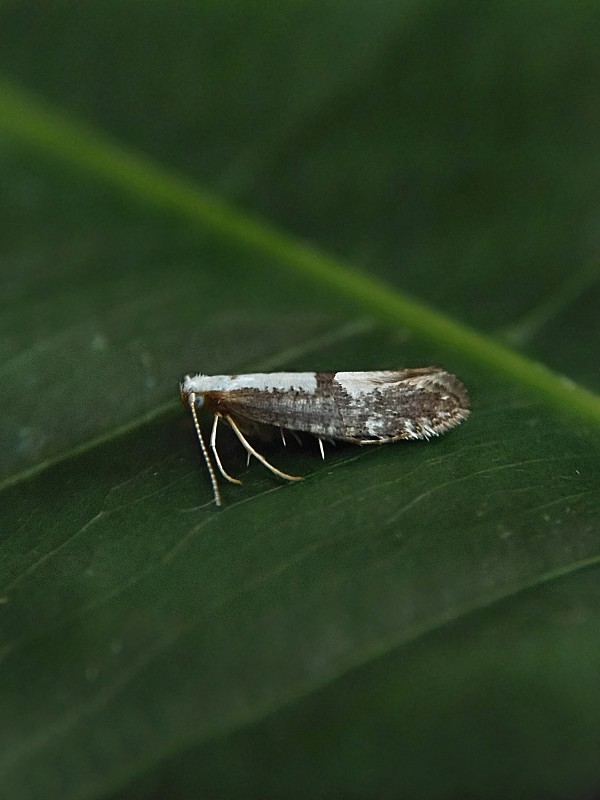 priadzovček púčikový Argyresthia prunella Clerck, 1759