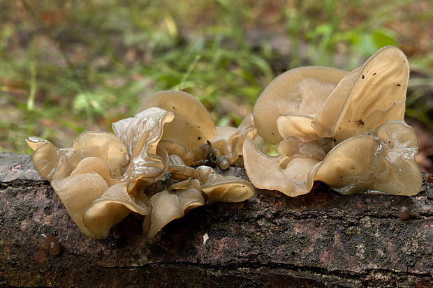 uchovec bazový Auricularia auricula-judae (Bull.) Quél.