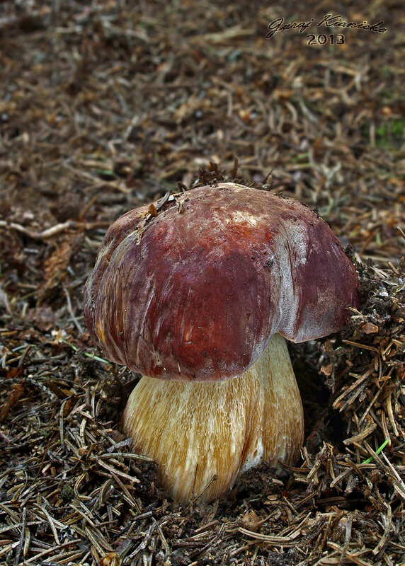 hríb sosnový Boletus pinophilus Pil. et Dermek in Pil.