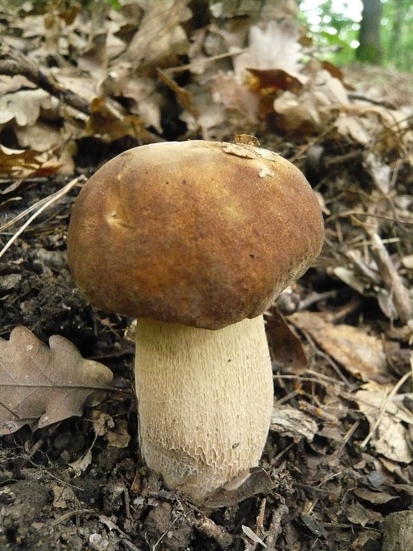 hríb dubový Boletus reticulatus Schaeff.