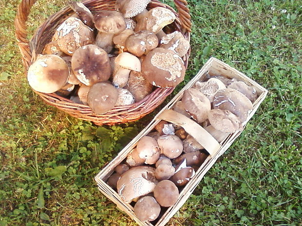 hríb dubový Boletus reticulatus Schaeff.