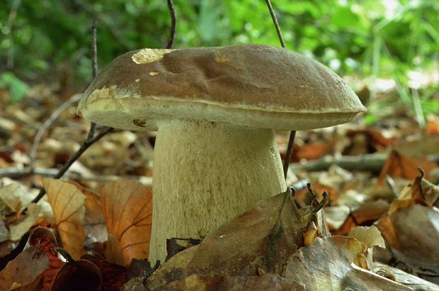 hríb dubový Boletus reticulatus Schaeff.