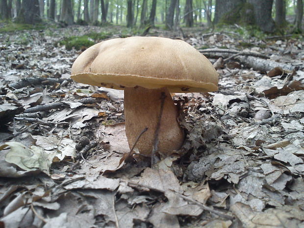 hríb dubový Boletus reticulatus Schaeff.