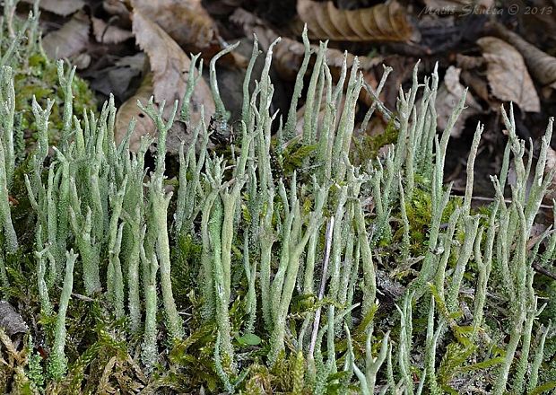 dutohlávka parohovitá  Cladonia subulata (L.) Weber ex F.H. Wigg.