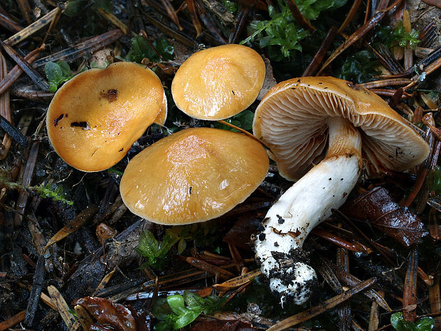 pavučinovec nahorklý Cortinarius pluvius (Fr.) Fr.