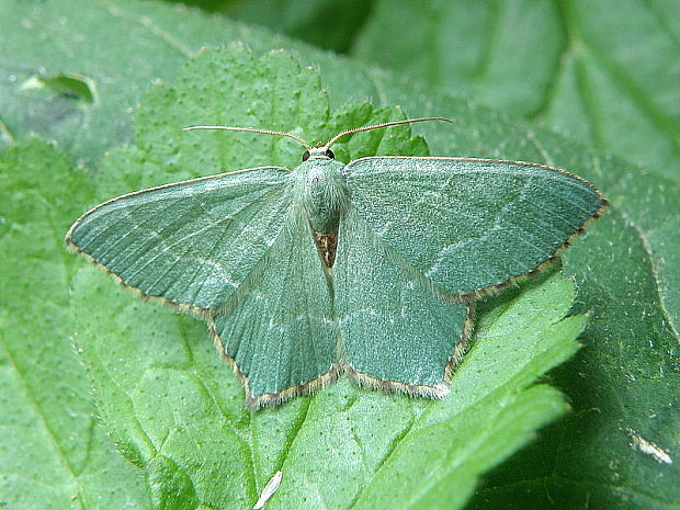 piadivka letná Hemithea aestivaria  Hübner, 1799