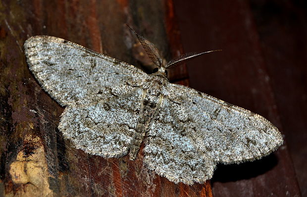 kôrovka ovocná Hypomecis punctinalis