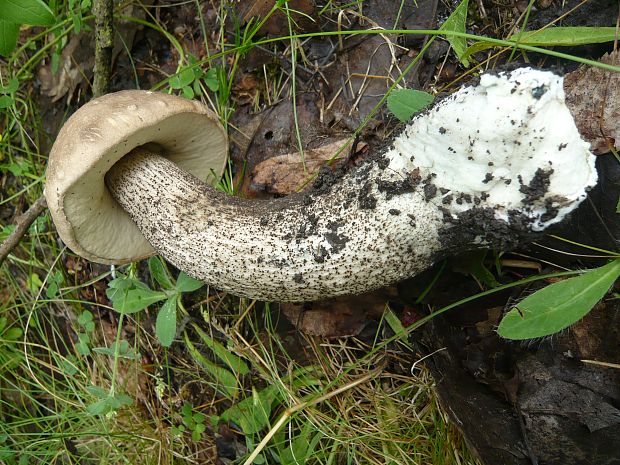 kozák topoľový Leccinum duriusculum (Schulzer ex Kalchbr.) Singer