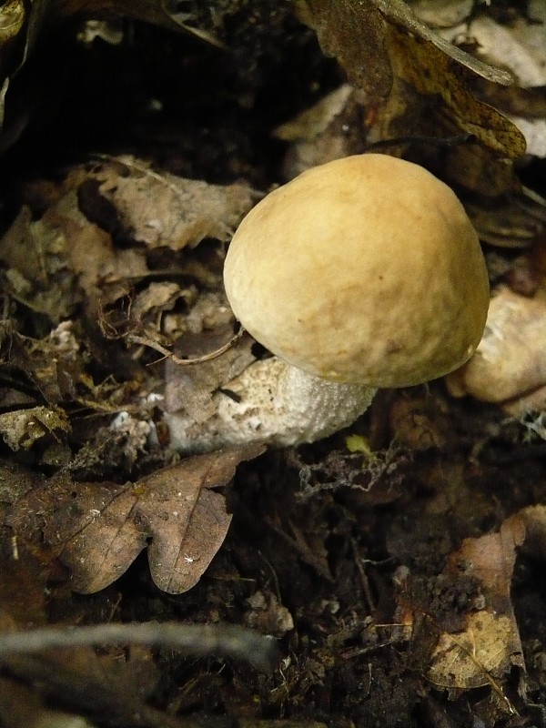 kozák hrabový Leccinum pseudoscabrum (Kallenb.) Šutara