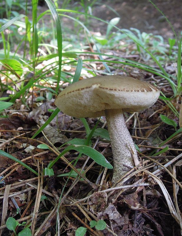 kozák hrabový? Leccinum pseudoscabrum (Kallenb.) Šutara