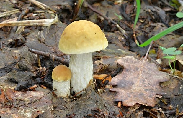 kozák hrabový Leccinum pseudoscabrum (Kallenb.) Šutara