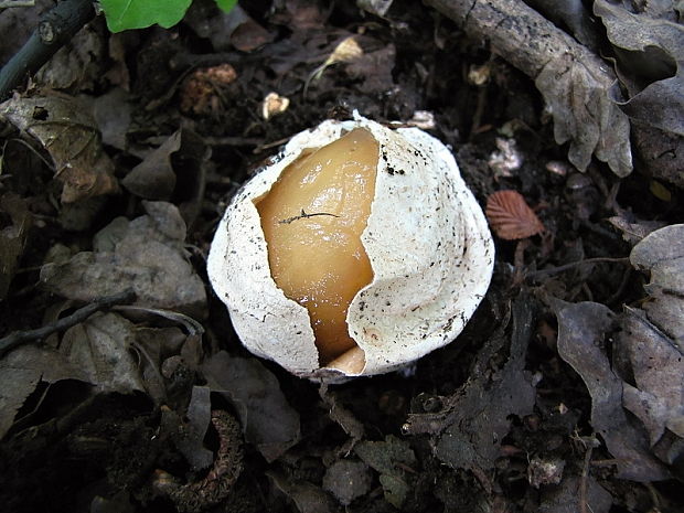 hadovka Phallus indusiatus Vent.