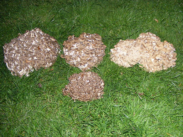 trúdnik klobúčkatý Polyporus umbellatus (Pers.) Fr.