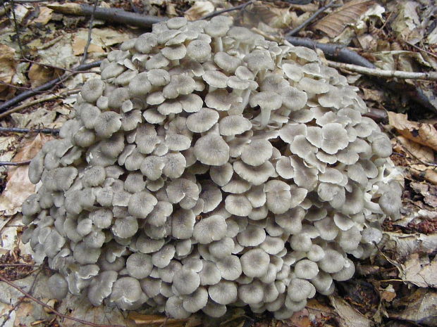 trúdnik klobúčkatý Polyporus umbellatus (Pers.) Fr.