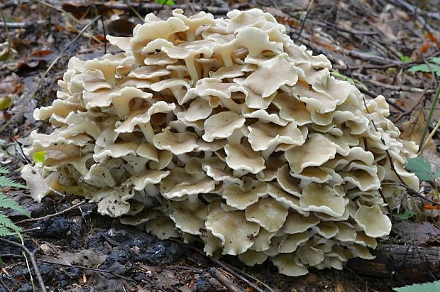 trúdnik klobúčkatý Polyporus umbellatus (Pers.) Fr.