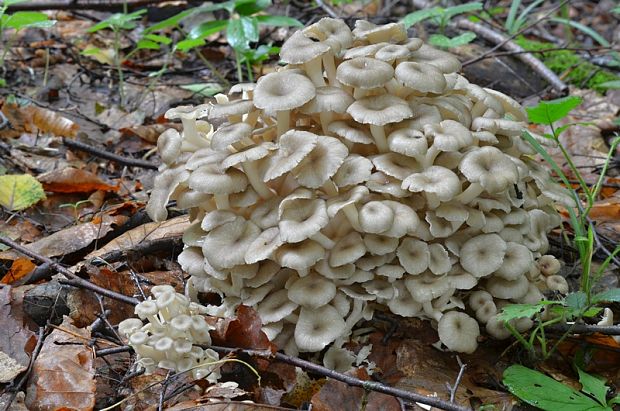 trúdnik klobúčkatý Polyporus umbellatus (Pers.) Fr.