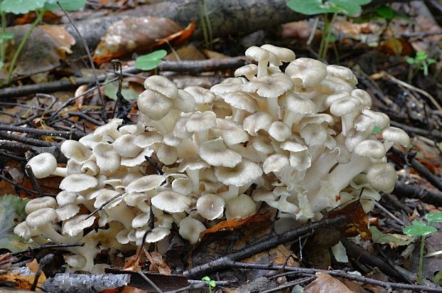 trúdnik klobúčkatý Polyporus umbellatus (Pers.) Fr.