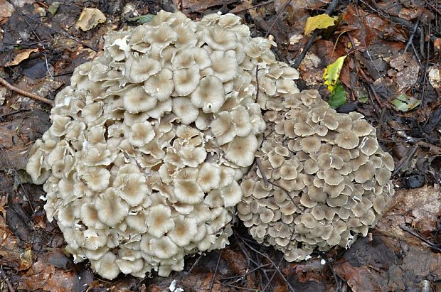 trúdnik klobúčkatý Polyporus umbellatus (Pers.) Fr.