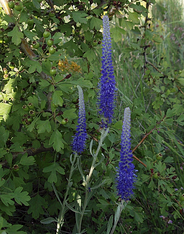 veronikovec sivý bledý Pseudolysimachion incanum subsp. pallens (Host) Trávníček