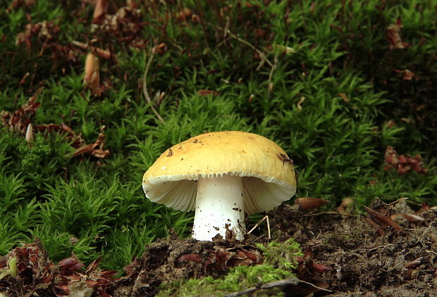 plávka chrómovožltá Russula claroflava Grove