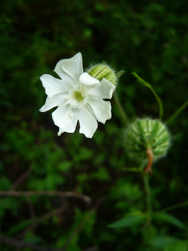 silenka biela pravá Silene latifolia subsp. alba (Mill.) Greuter et Burdet