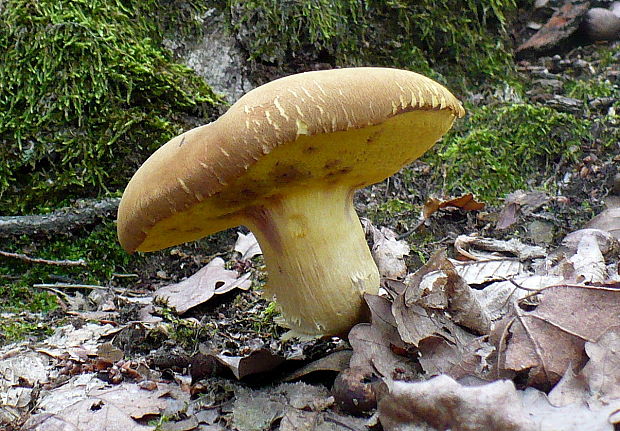 suchohríb plstnatý Xerocomus subtomentosus L.