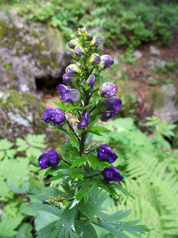 prilbica pestrá Aconitum variegatum L.