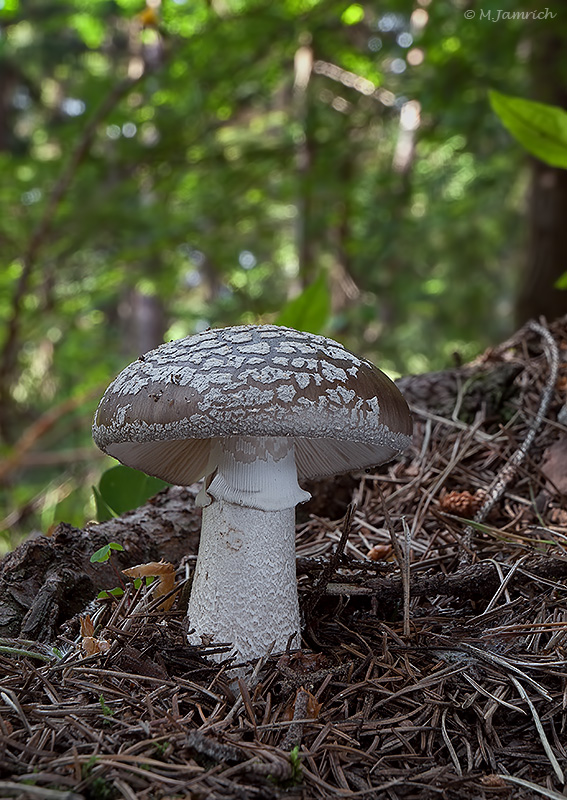 muchotrávka hrubá Amanita excelsa (Fr.) Bertill.