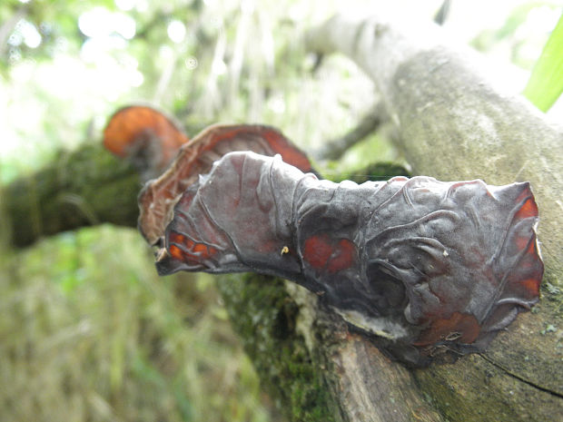 uchovec bazový Auricularia auricula-judae (Bull.) Quél.