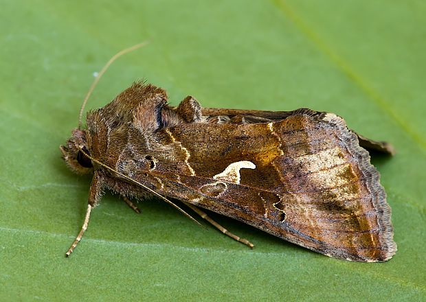 mora čistcová Autographa pulchrina