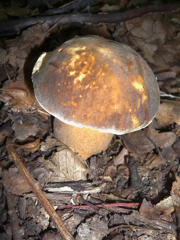 hríb bronzový Boletus aereus Bull. ex Fr.