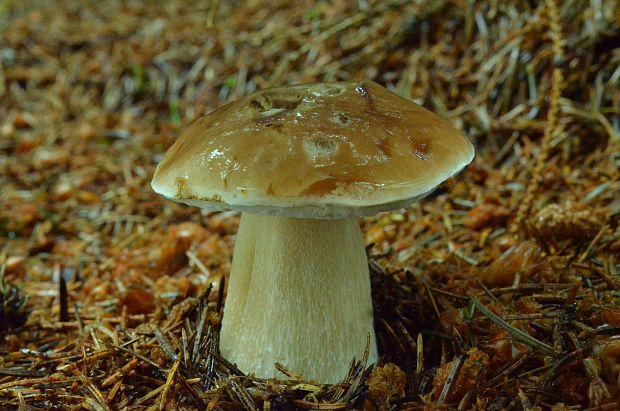 hríb smrekový Boletus edulis Bull.