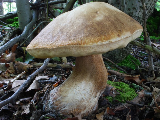 hrib dubový Boletus reticulatus Schaeff.