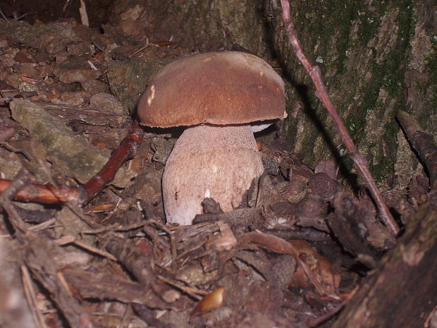 hríb dubový Boletus reticulatus Schaeff.