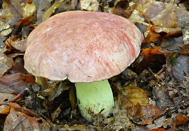 hríb kráľovský Butyriboletus regius (Krombh.) D. Arora & J.L. Frank