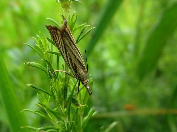 trávovec Chrysoteuchia culmella