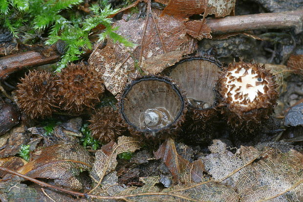 čiaškovec pásikavý Cyathus striatus (Huds.) Willd.