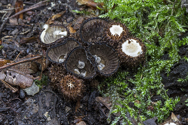 čiaškovec pásikavý Cyathus striatus (Huds.) Willd.