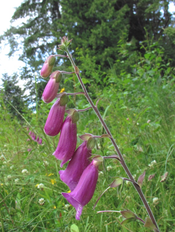 náprstník červený Digitalis purpurea L.