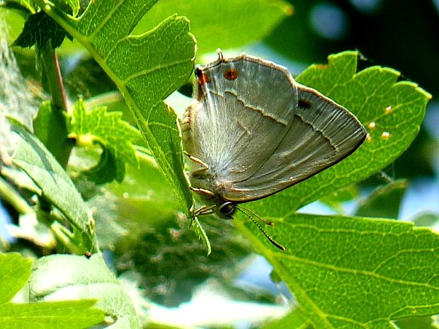 ostrôžkar dubový Favonius quercus