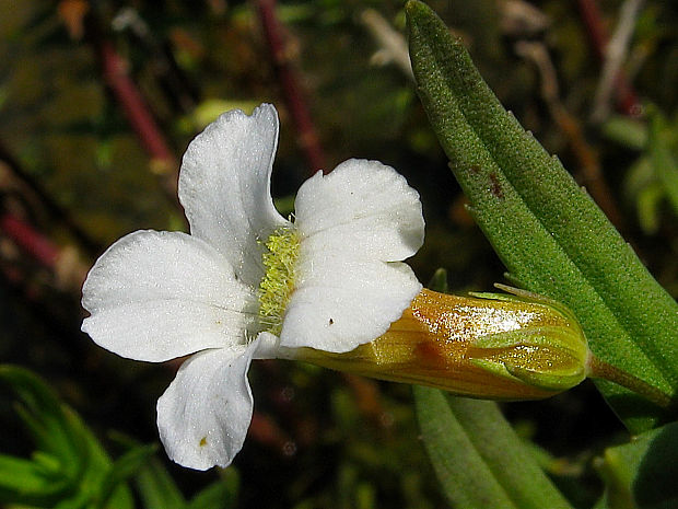 graciola lekárska Gratiola officinalis L.