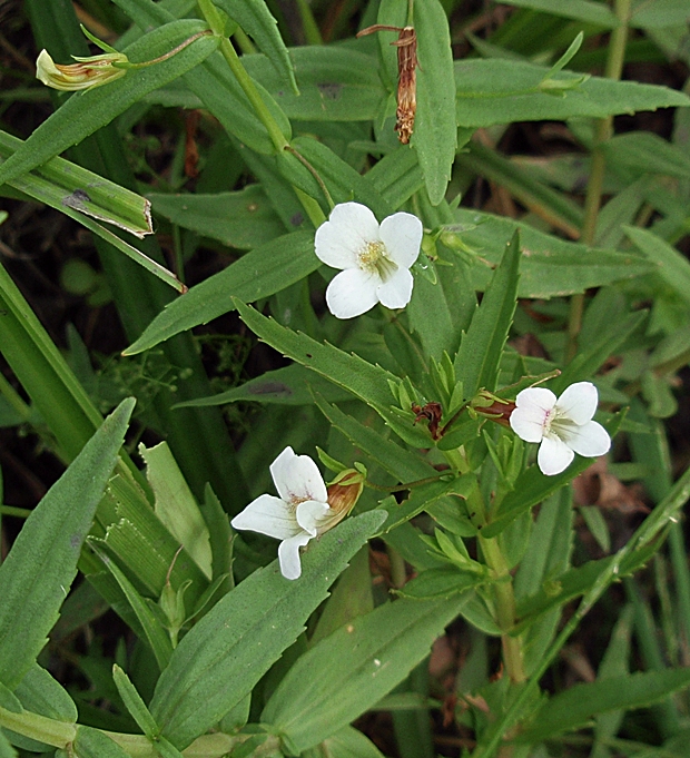 graciola lekárska Gratiola officinalis L.