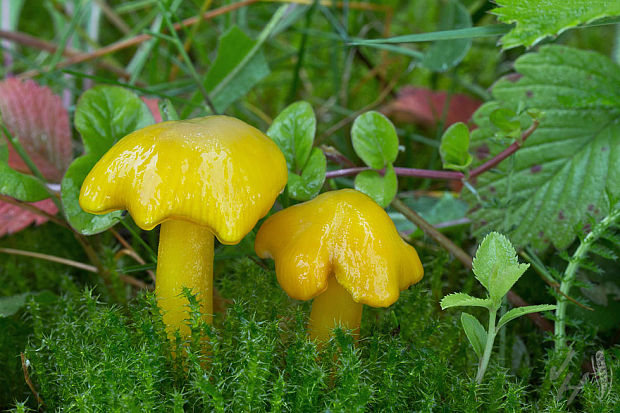 lúčnica citrónovožltá Hygrocybe chlorophana (Fr.) Wünsche